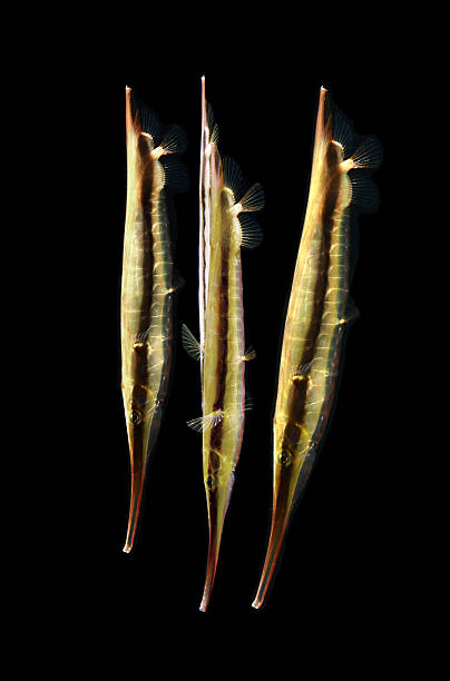 marine life, razorfish isolated on black stock photo