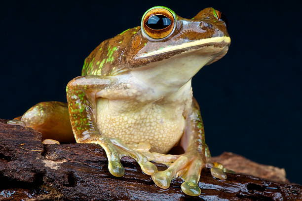 istock Giant treefrog / Boophis albilabris 177399182