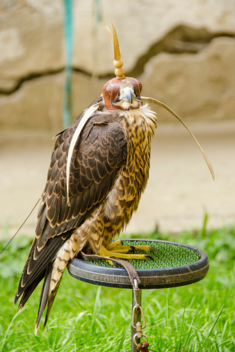 Falcon in hood