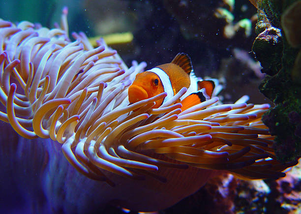 istock Amphiprion ocellaris clownfish nemo anemone 177399249
