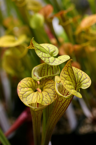 This beautiful carnivorous plants sits patiently awaiting her next  meal