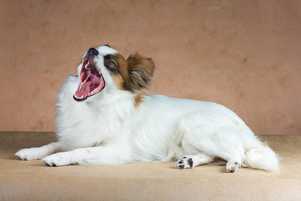 istock Young dog of breed papillon yawns 177399488