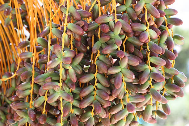 Fruits stock photo