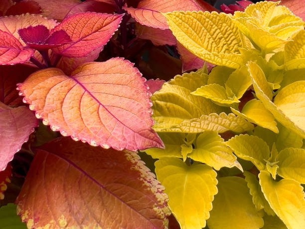 Herbstbunte Coleus-Pflanzen, die in einem Garten wachsen – Foto