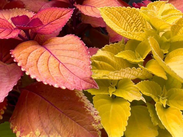 Autumn Multi-Colored Coleus Plants Growing in a Garden