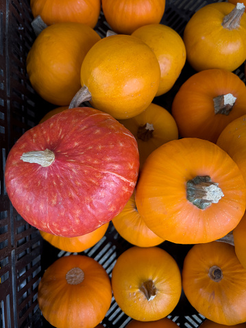 One red kuri squash for sale with ordinary orange pumpkins.  Vancouver, British Columbia, Canada.