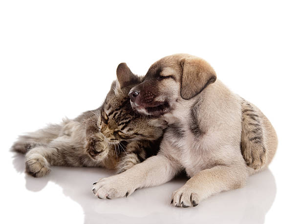istock kitten embraces a puppy 177399758