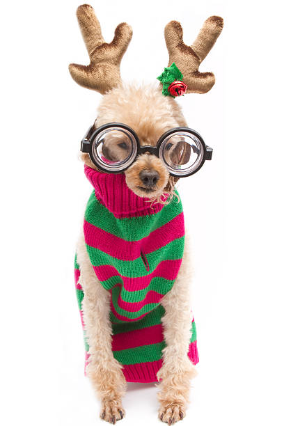 Nerdy Reindeer "A poodle in nerdy glasses and a red and green striped sweater wearing reindeer antlers for Christmas, isolated on a white background." christmas nerd sweater cardigan stock pictures, royalty-free photos & images