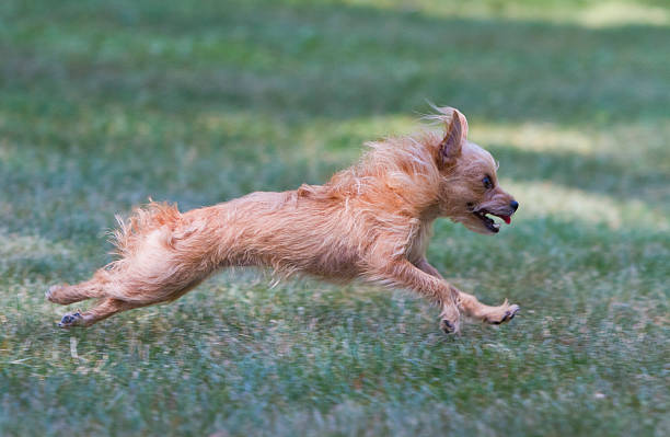 Running Puppy stock photo