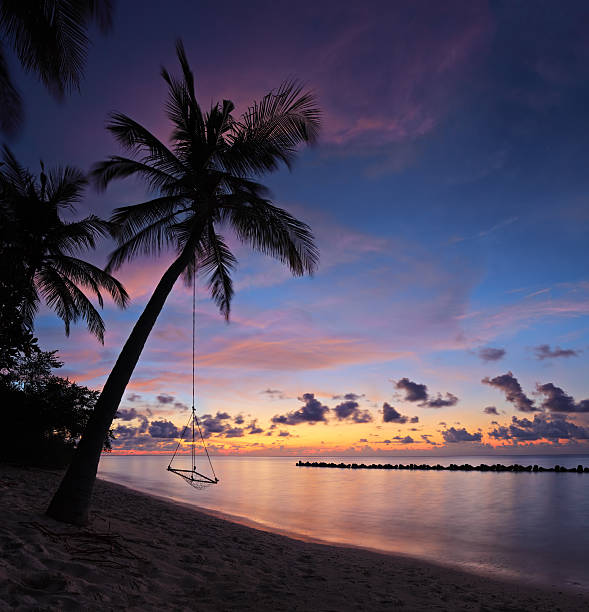 istock Beach with palm trees and swing at sunset 177400267