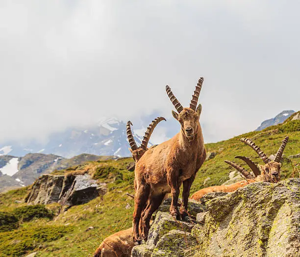 Group of ibexes in mountain.Gran Paradiso National Park,Italy.