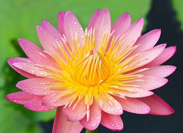 belle lotus fond - lotus reflection flower single flower photos et images de collection
