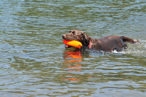 Brown Labrador playing in river