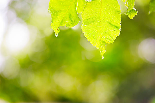 Leaves with of water and burred green background stock photo