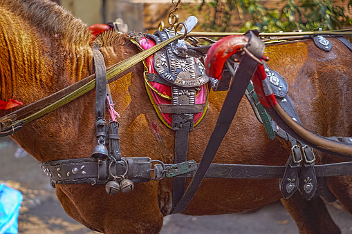 A horse and its accessories. A horse used as a means of transportation.