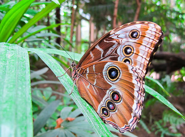 istock Caligo eurilochus 177400878