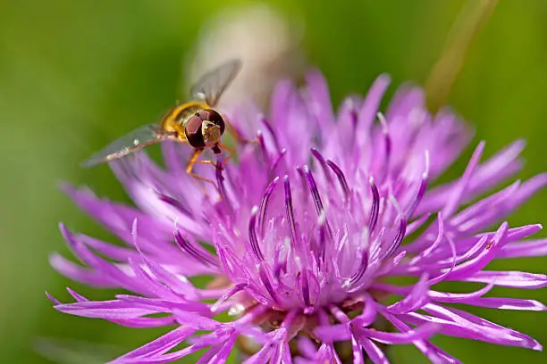 Photo of Hoverfly on knapweed