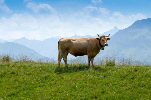 Dairy cow on the green pasture in the mountains of the Austrian Alps.