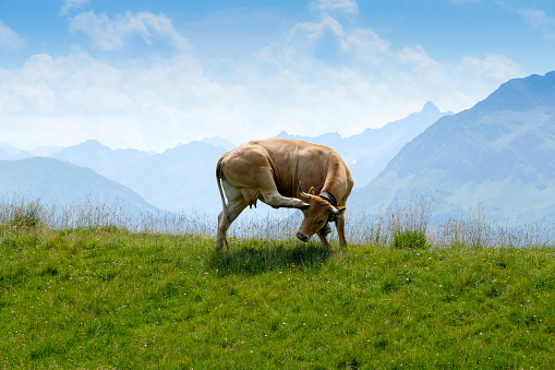 Dairy cow on the green pasture in the mountains of the Austrian Alps.