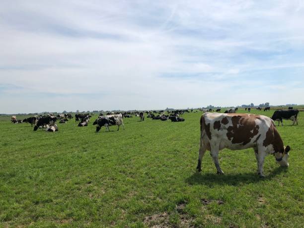istock A group of cows in a green field under a blue sky 1774010444