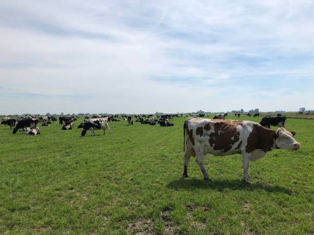 istock A group of cows in a green field under a blue sky 1774010450
