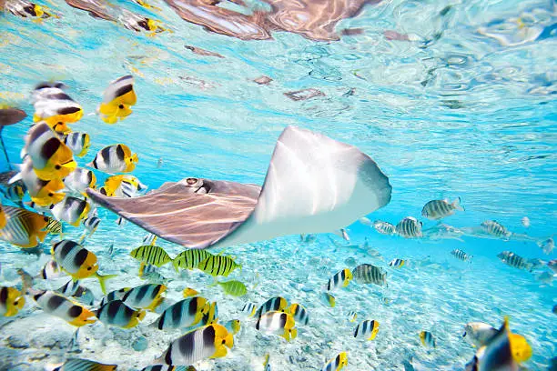 "Colorful fish, stingray and black tipped sharks underwater in Bora Bora lagoon"