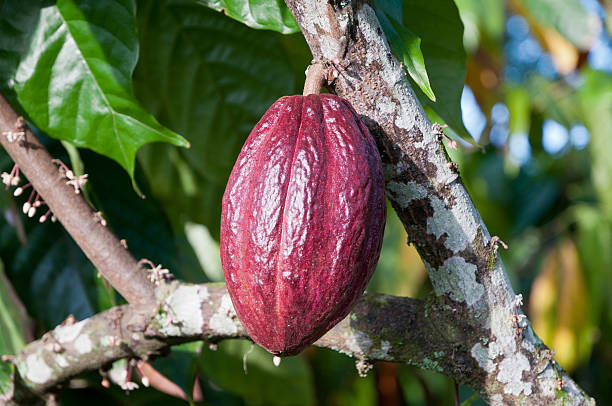 istock Cocoa Pod hanging on a Branch 177401213