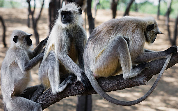 istock Gray/Hanuman langur, Rajasthan, India 177401257
