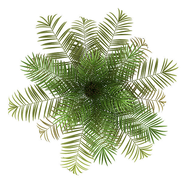 istock top view of sugar palm tree isolated on white background 177401350
