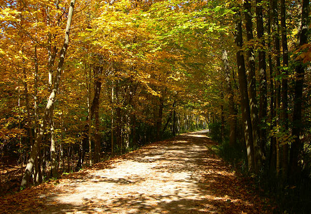 istock Trail through the forest in autumn 177401371