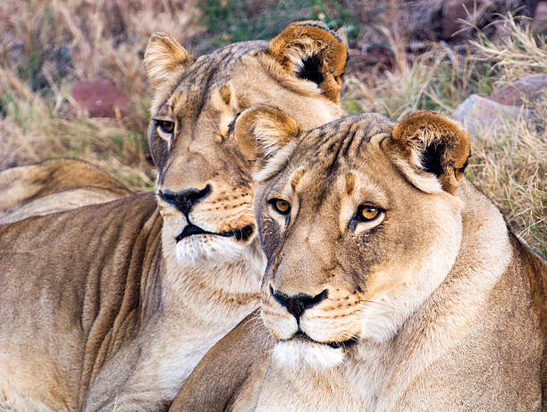 istock Cropped pair of lionesses 177401416