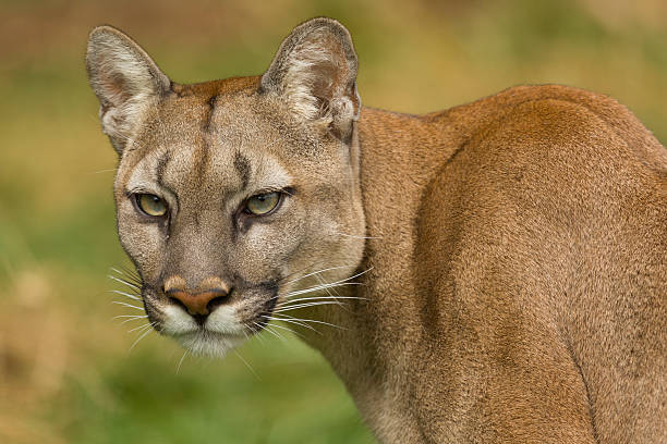 istock Puma Turns To View 177401486