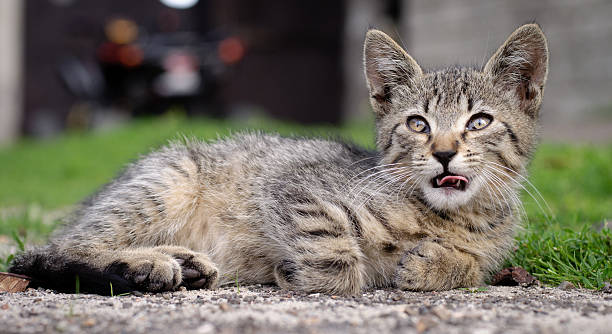 Tabby cat - kitten stock photo