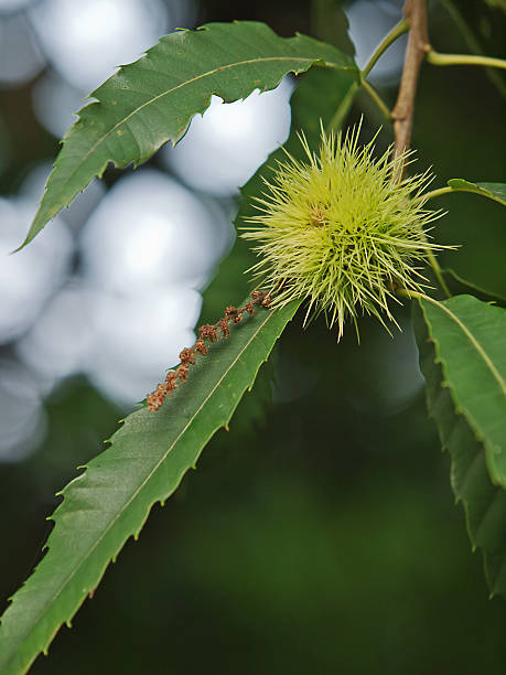 castagna - chestnut close up close to macro foto e immagini stock