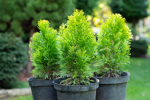 Group of thuja, cypress seedling are in black plastic pot in the garden, on a stump, ready for planting. Gardening background photo with soft selective focus. Copy space. Close-up.
