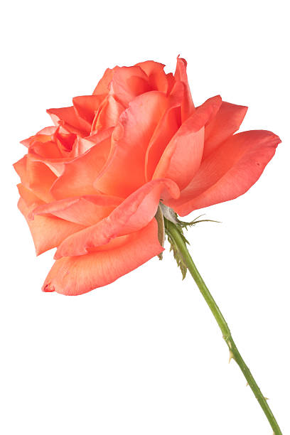 istock Beautiful dark orange rose isolated on white background 177402040