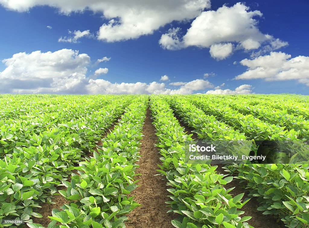 Verde campo - Foto stock royalty-free di Agricoltura