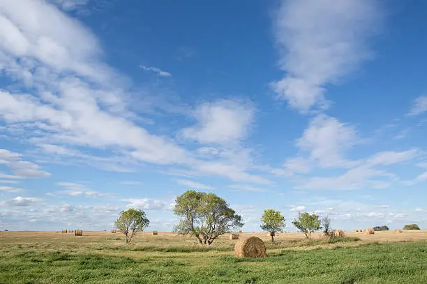 "Round haybales on a prairie field, with a small row of trees, and a blue sky with white cloud as a backdrop."