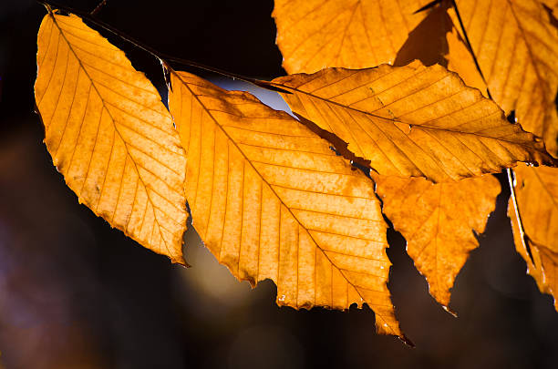 秋の落ち葉 - american beech ストックフォトと画像