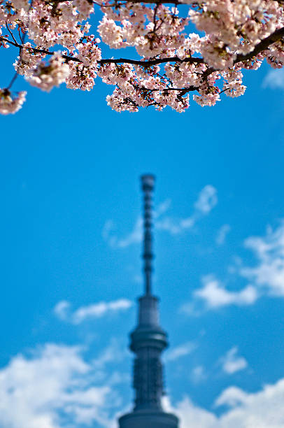 istock Cherry blossom and Tokyo Sky Tree 177402774