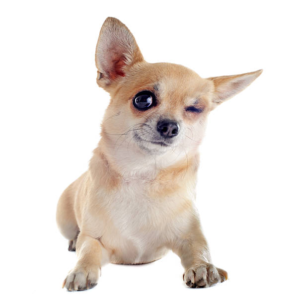 istock wink of chihuahua 177402838