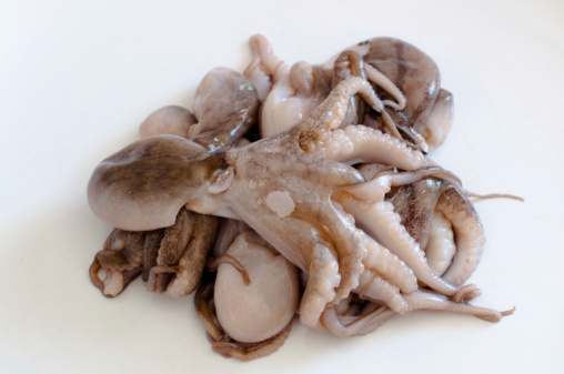 Heap of raw baby octopus (Moscardini) arranged on a white plate