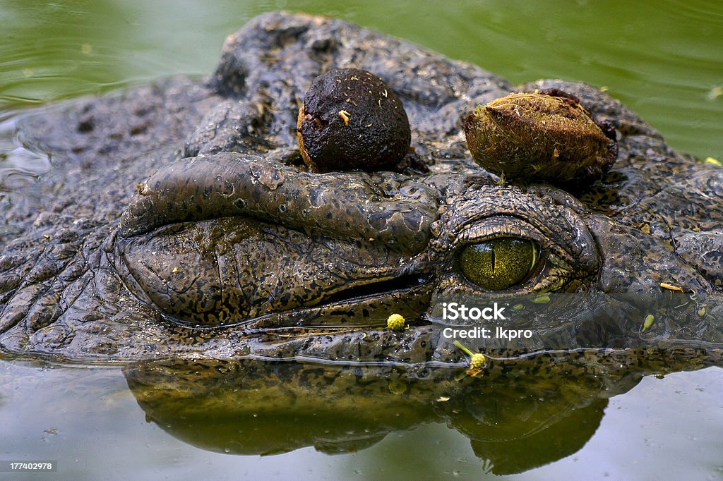 Oeil de crocodile - Photo de Amphibien libre de droits