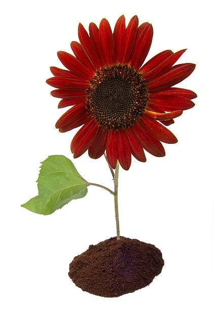 girasole rosso - sunflower isolated single flower tall foto e immagini stock