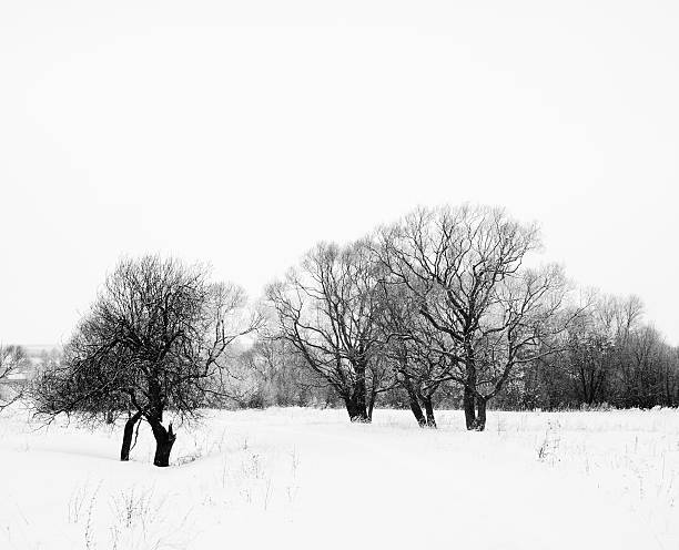 istock winter foggy landscape with trees in snow 177403143