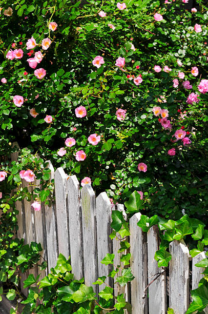 istock Garden fence with roses 177403177