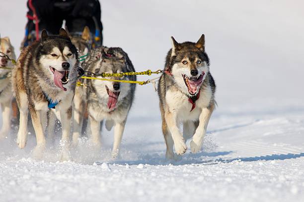 istock Sled dog Race in Lenk / Switzerland 2012 177403386