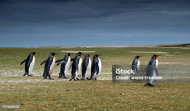 Penguins An Freiwilligen Strand Mit Kingsizebett Stockfoto und mehr Bilder von Bedeckter Himmel - Bedeckter Himmel, Falklandinseln, Fotografie