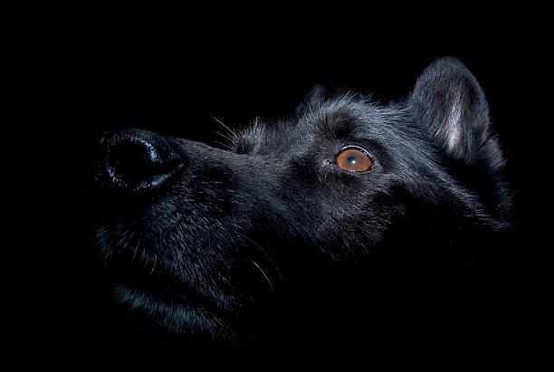 nero cane alsaziana contro sfondo scuro - animal head flash foto e immagini stock