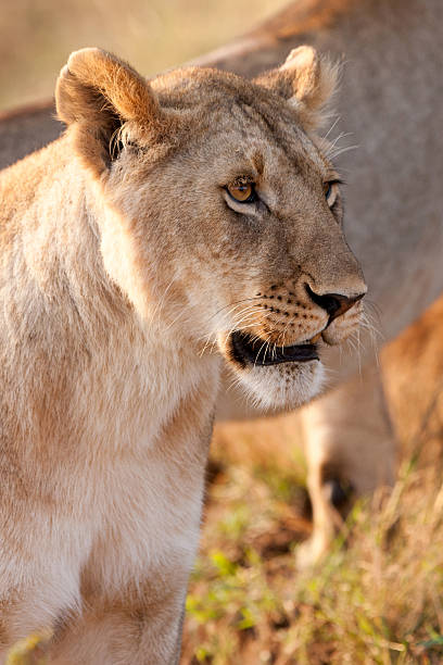 istock Lioness in the Maasai Mara 177403660